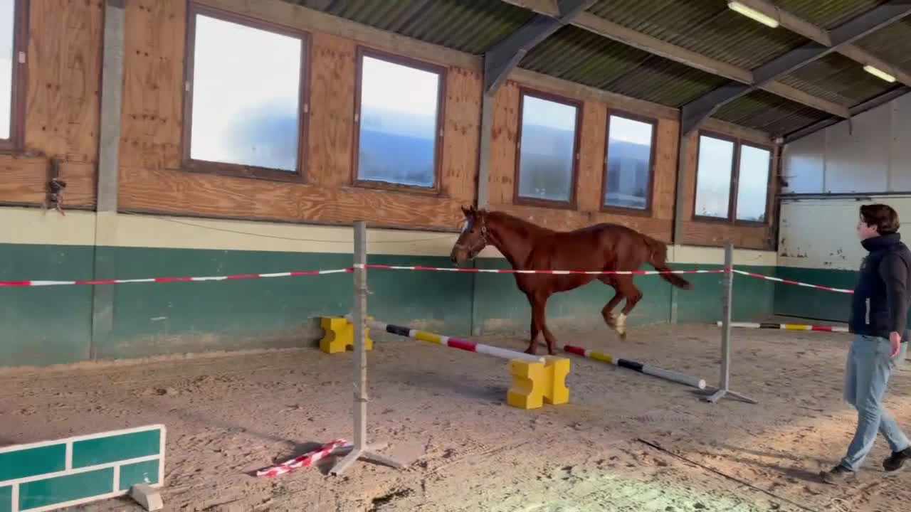 Hoppning hästar till salu: Intressekoll 3års hingst  - Video 1