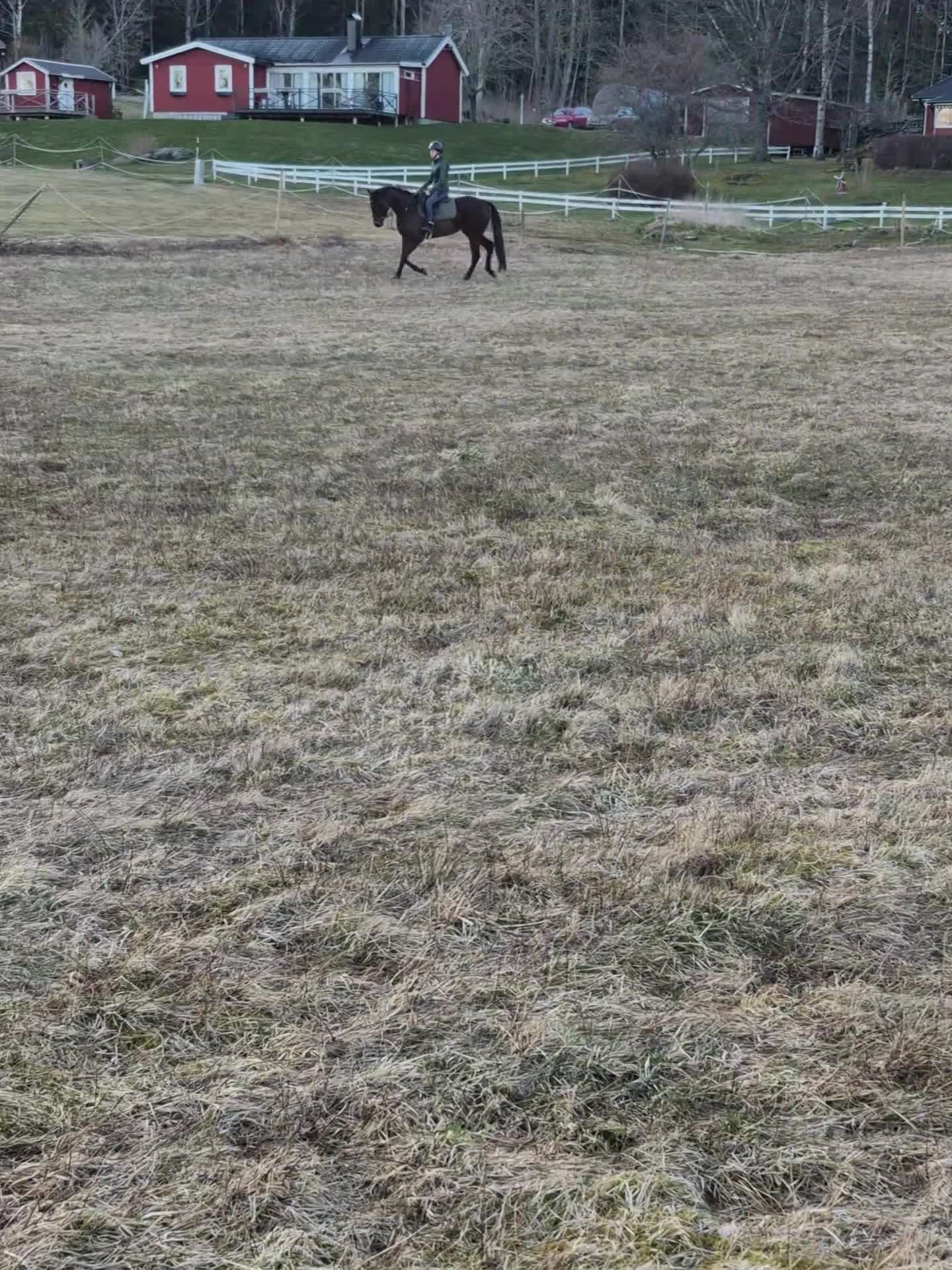 Allround hästar till salu: Allround sto. - Video 3