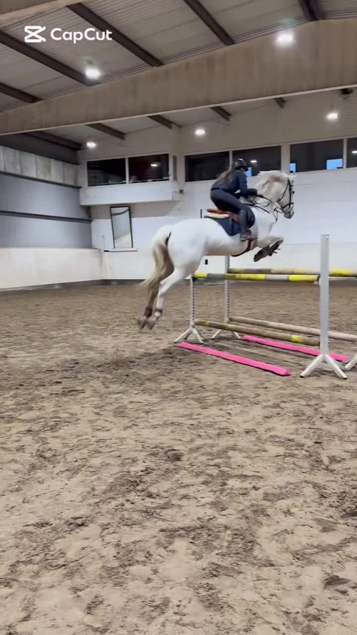 Allround hästar till salu: Byte/säljes - Video 2