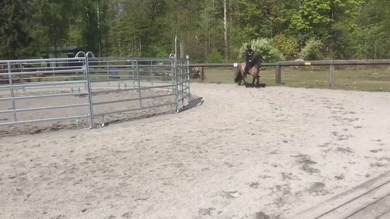 Island hästar till salu: Skogsmulle med mycket tölt - Video 4