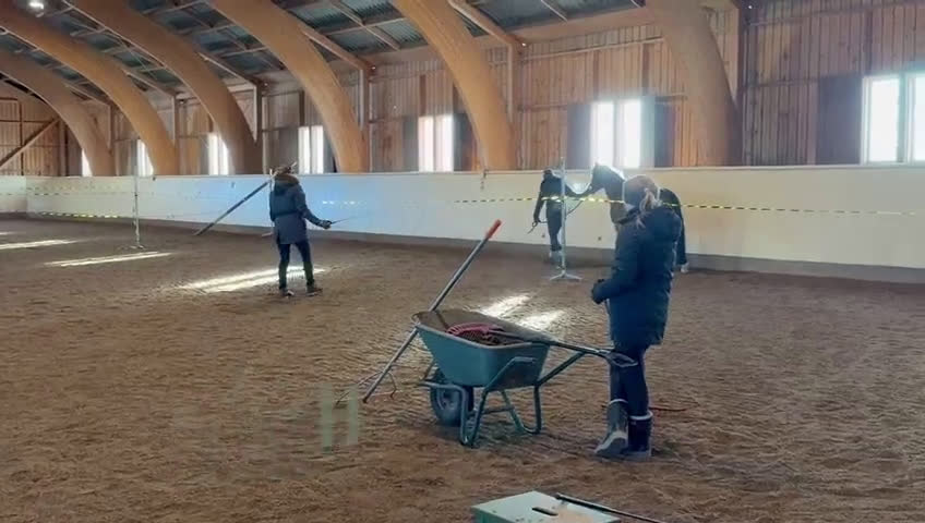 Allround hästar till salu: Oslipad diamant med fantastiskt temperament i Falköping - Video 1