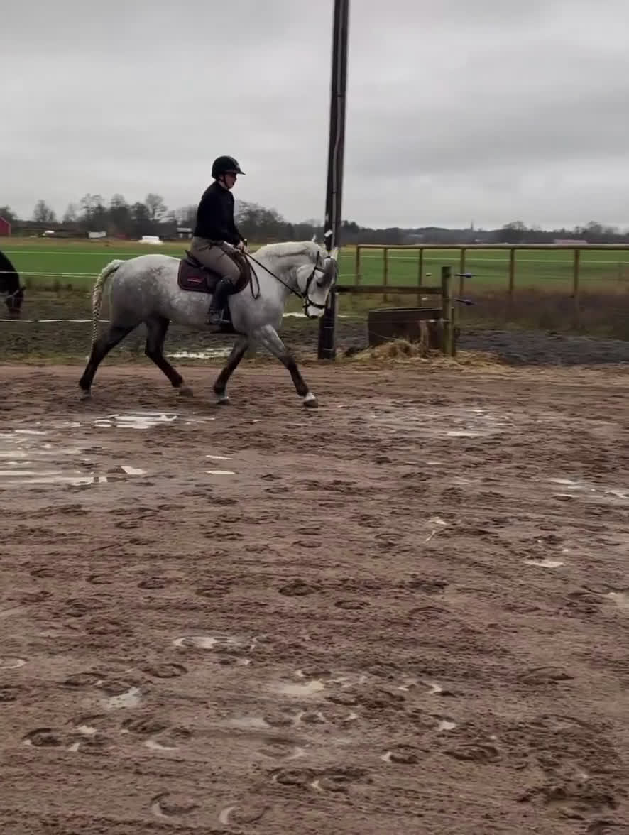 Hoppning hästar till salu: Supersnäll drömponny! i Västra Tunhem - Video 1