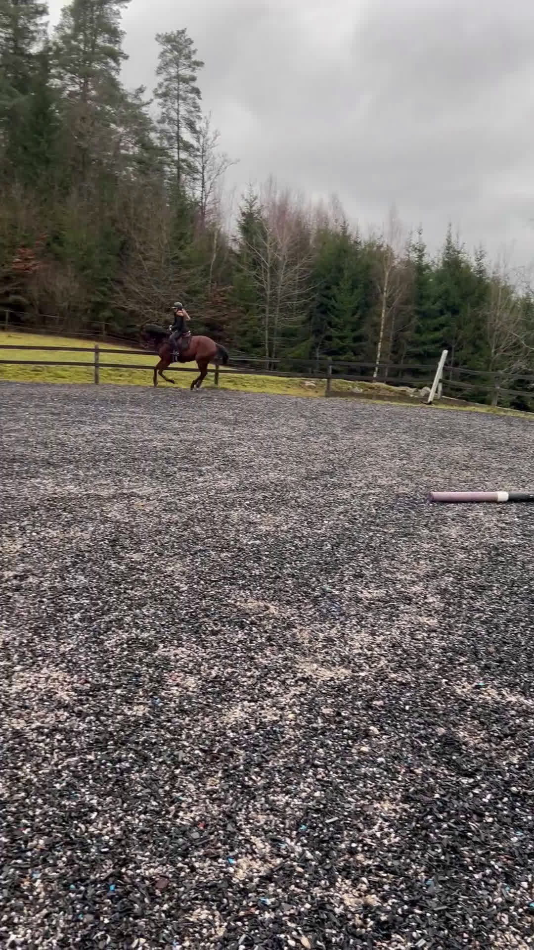 Hoppning hästar till salu: Energifylld valack för ryttare som vill mer 🌟 - Video 2