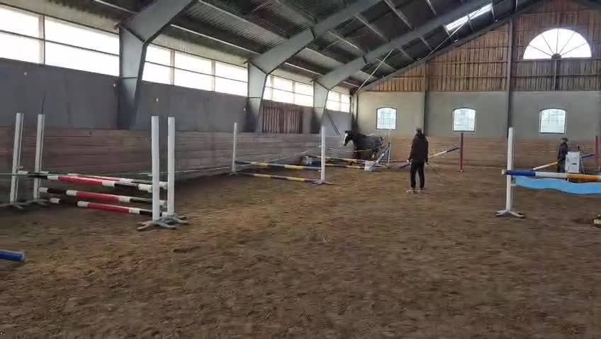 Hoppning hästar till salu: Talangfull 3-åring för framtidens hoppning - Video 2