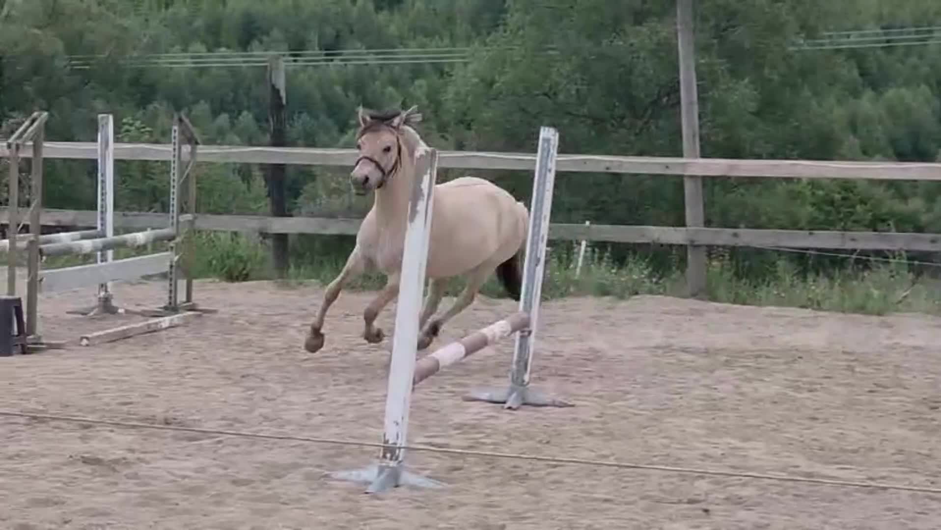 Allround hästar till salu: Ambitiöst treårssto - Video 1