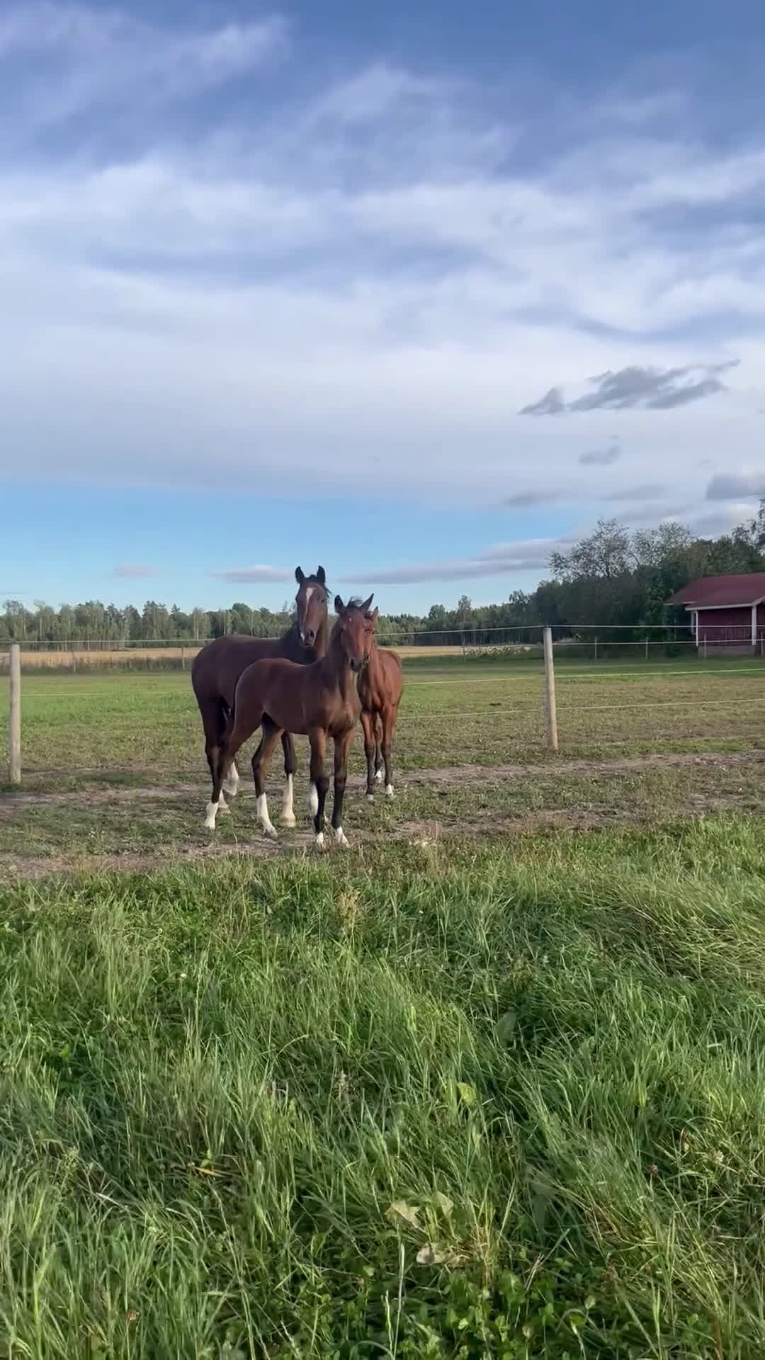 Fälttävlan hästar till salu: Prissänkt! Sto -25 Fälttävlansämne, supersocial! i Väring - Video 1
