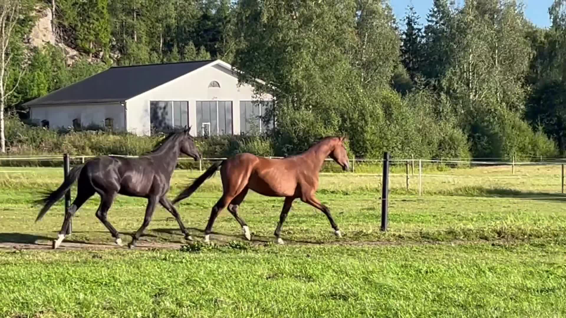 Dressyr hästar till salu: Jättefin valack - Video 1