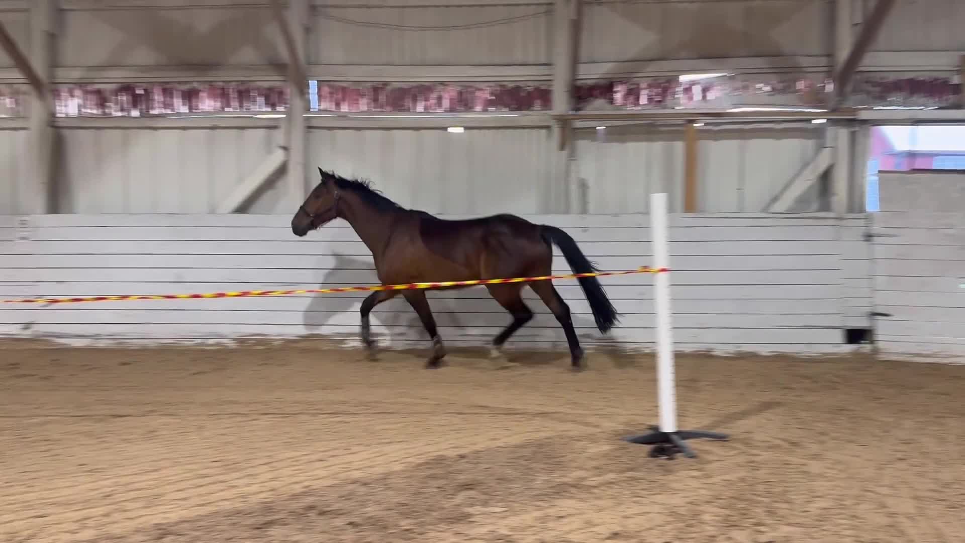 Allround hästar till salu: Trevlig valack - Video 2