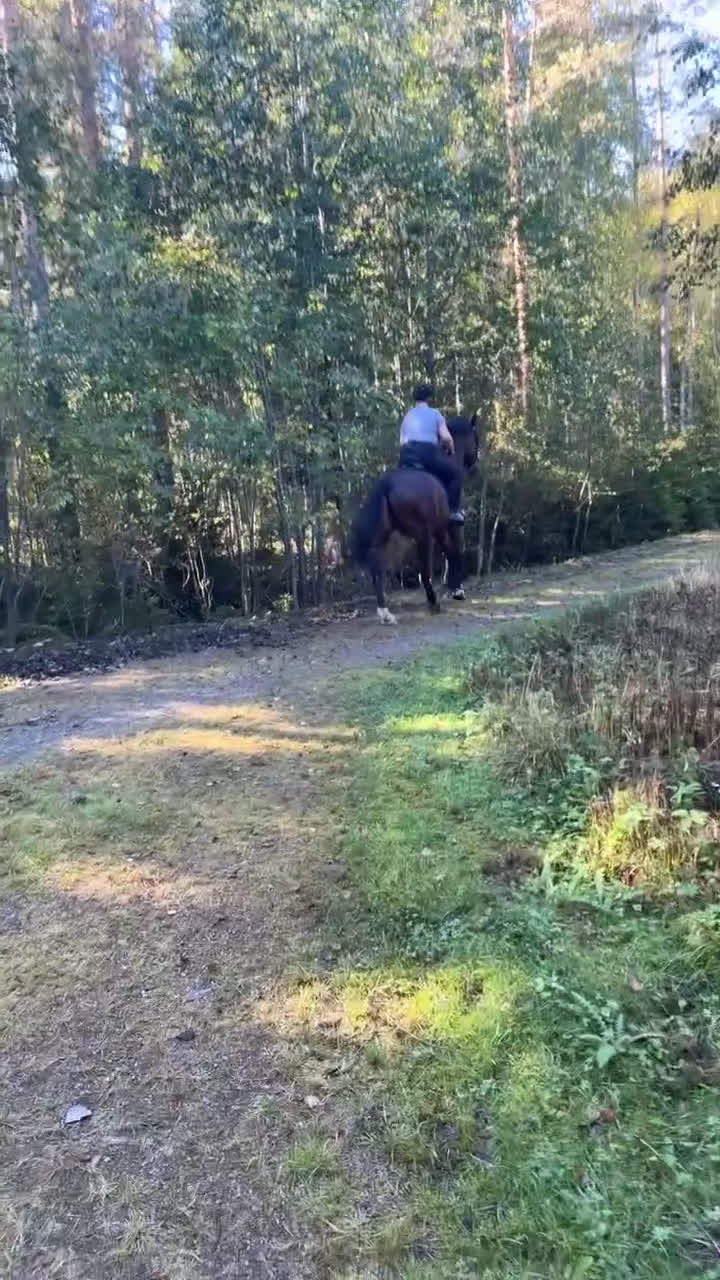  medryttarhäst sökes: Söker medryttarhäst i Hudiksvall - Video 1