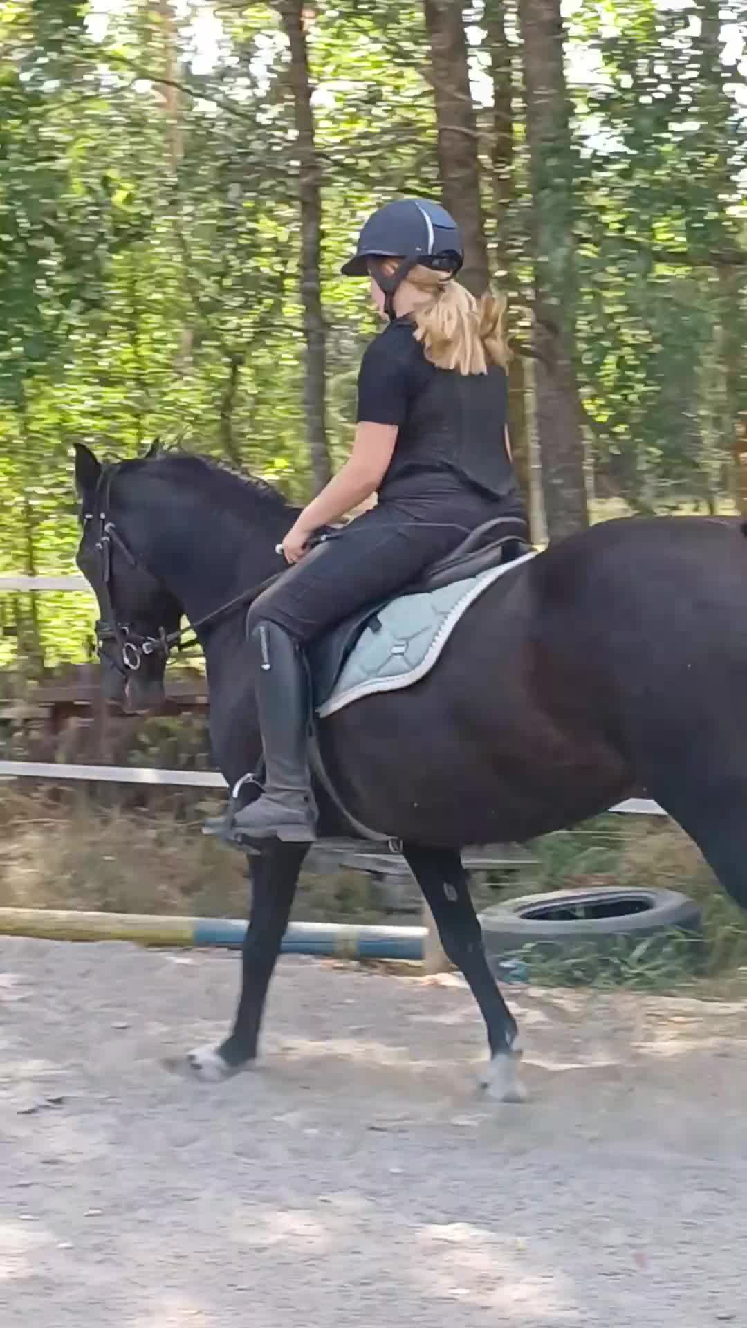 Allround hästar till salu: Snäll och trygg bästa vän - Video 1