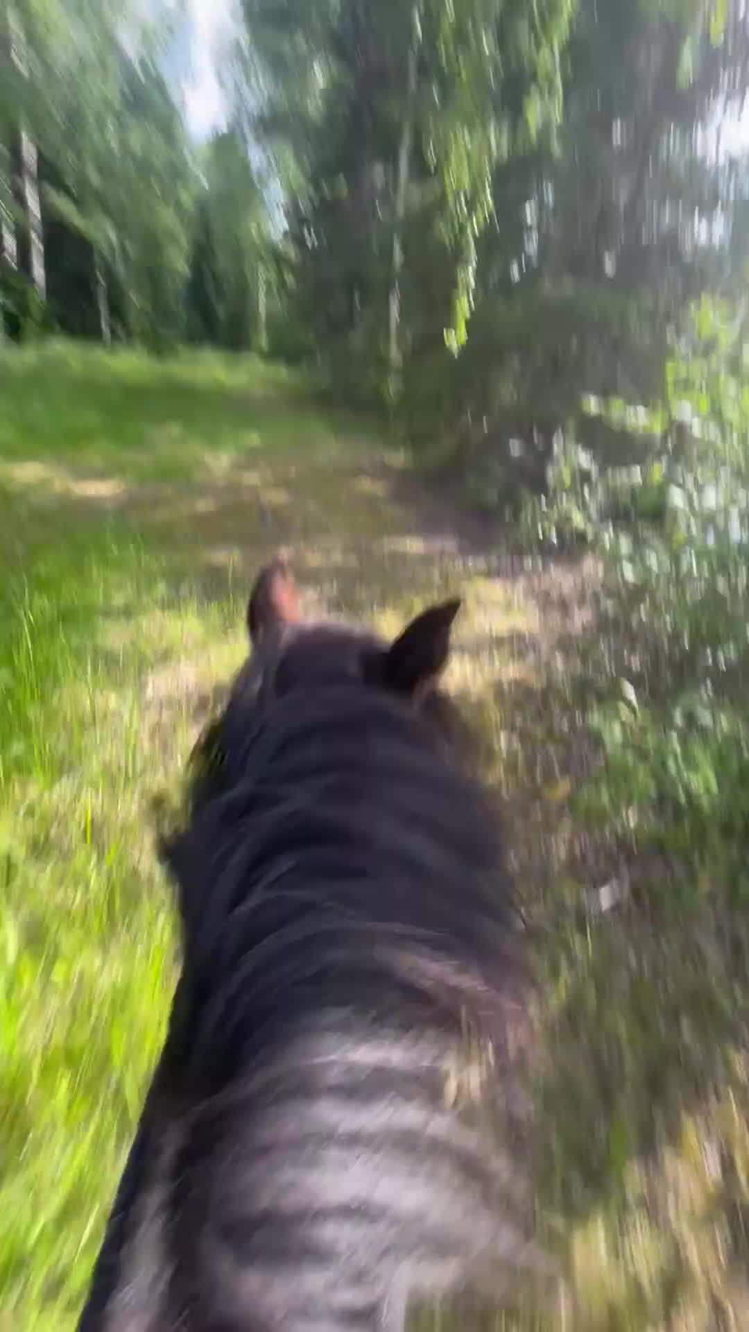 Allround hästar till salu: B ponny med hjärta av guld. - Video 1