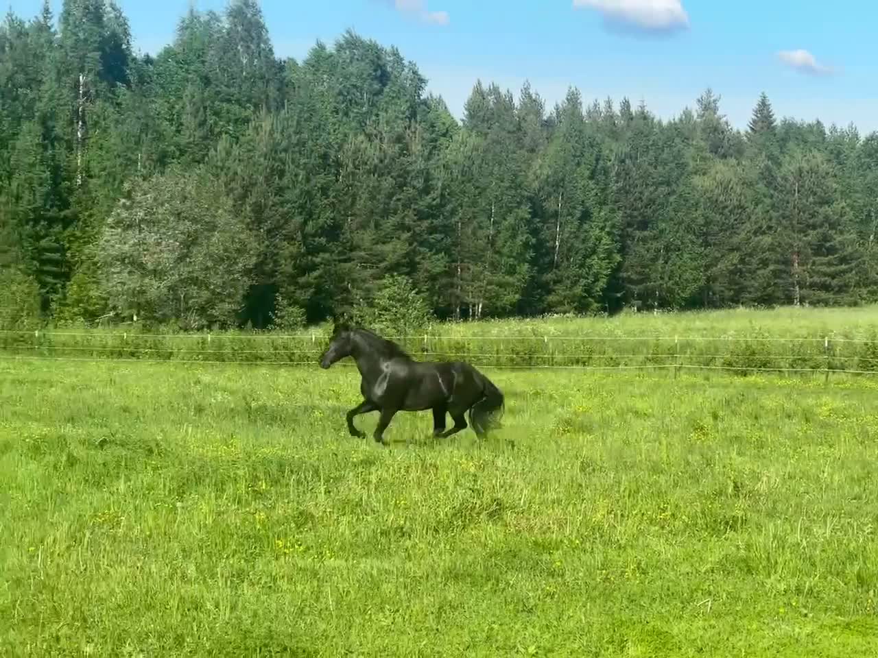 Working Equitation hästar till salu: Svart Lusitano med mycket utvecklingspotential i Sörbygden - Video 1