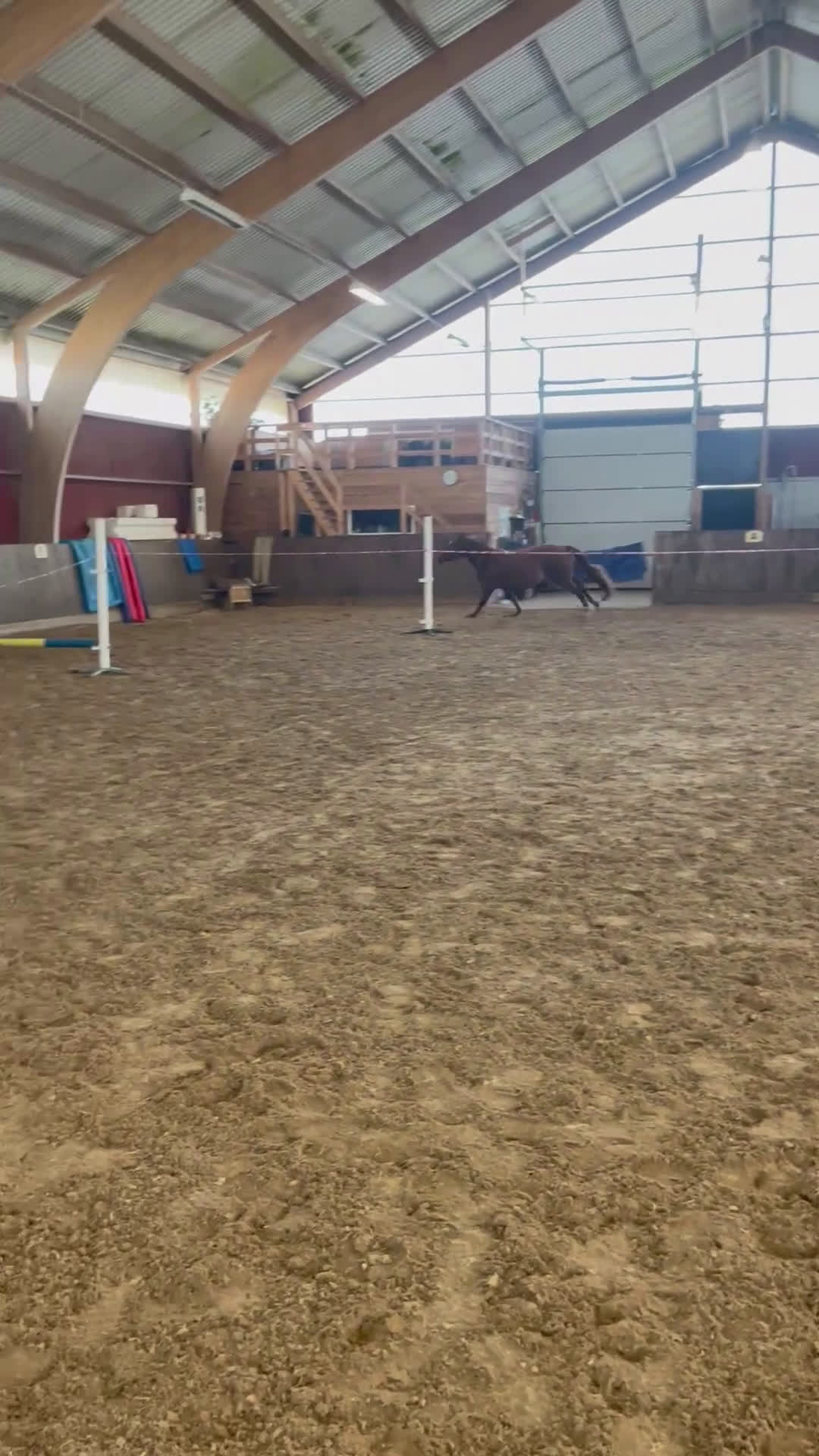 Allround hästar till salu: Ponny med potential - Video 3