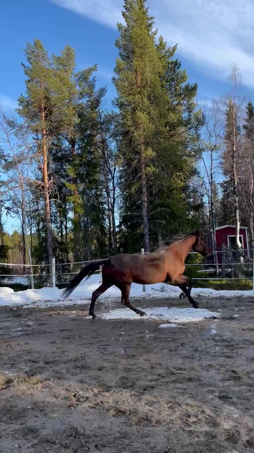 Allround hästar till salu: Världens finaste kille - Video 1