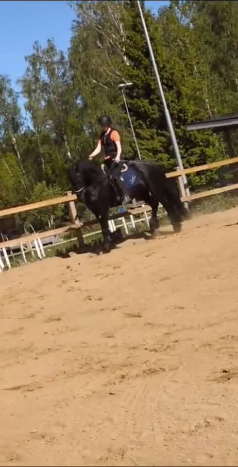  medryttarhäst sökes: Medryttarhäst sökes  - Video 1