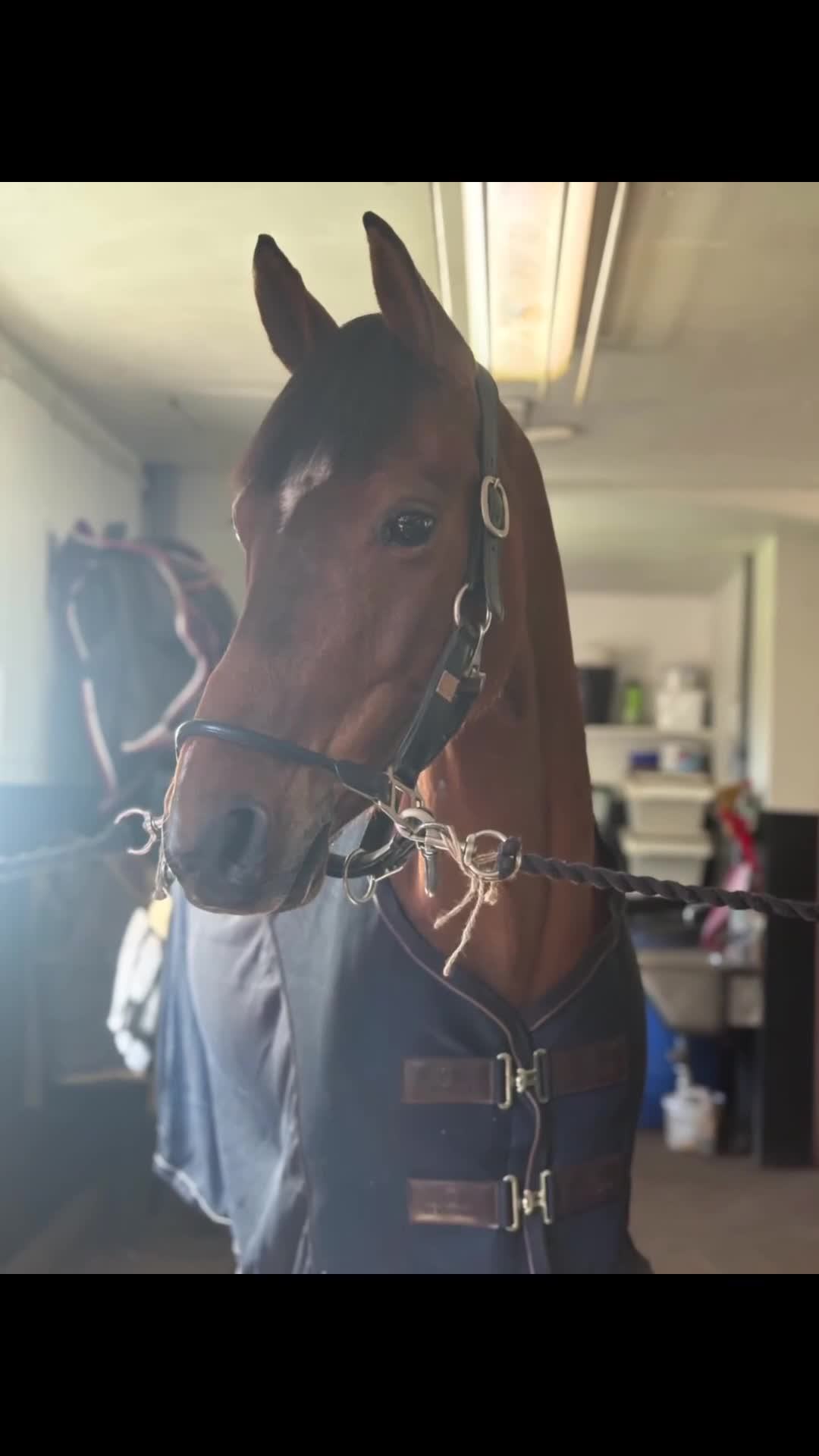 Allround hästar till salu: Fin C-ponny säljes 🌟 i Odensbacken - Video 1