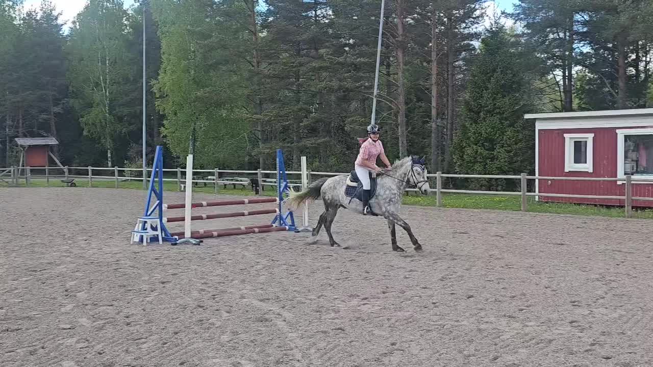 Allround hästar till salu: Sportponny - Video 2