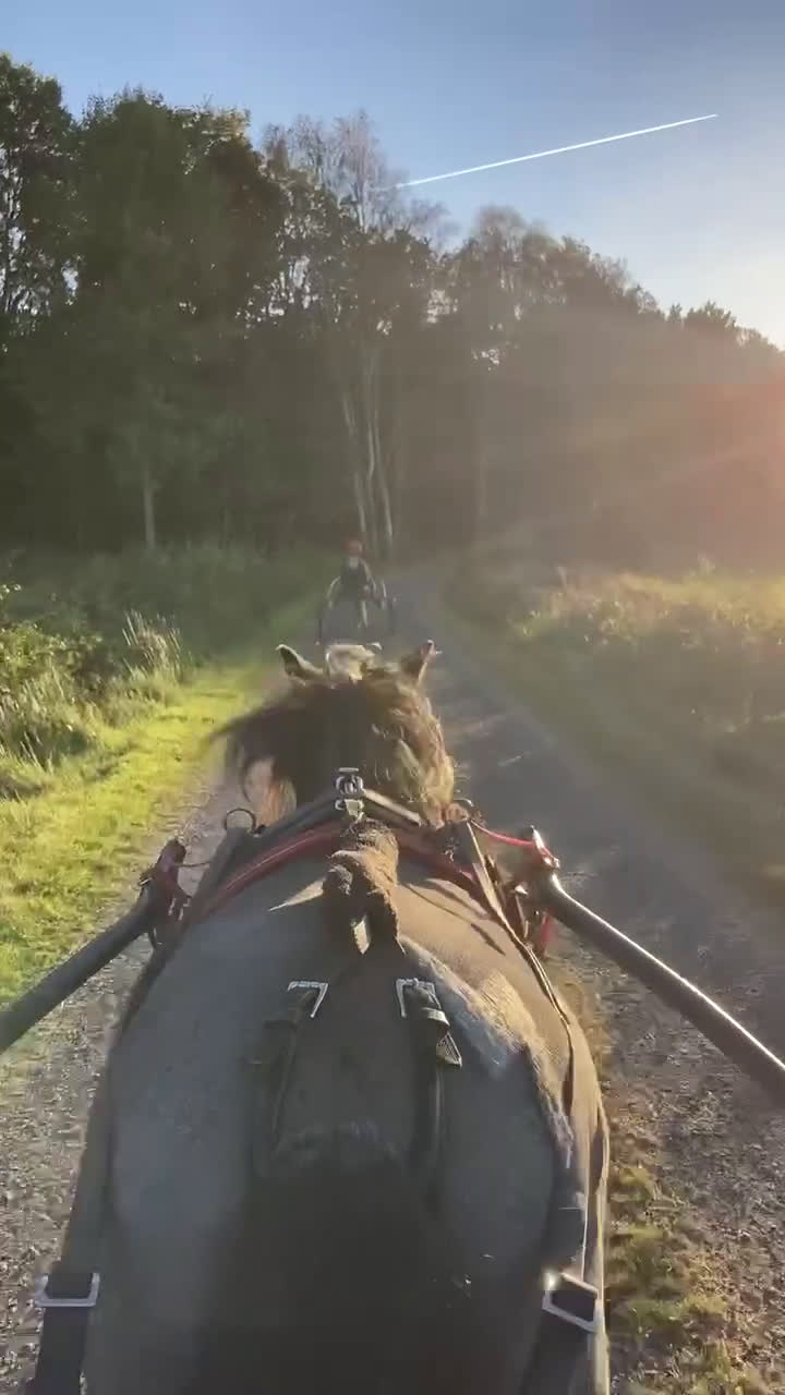 Allround hästar till salu: Trevlig shetlandsponny i Vallda - Video 3