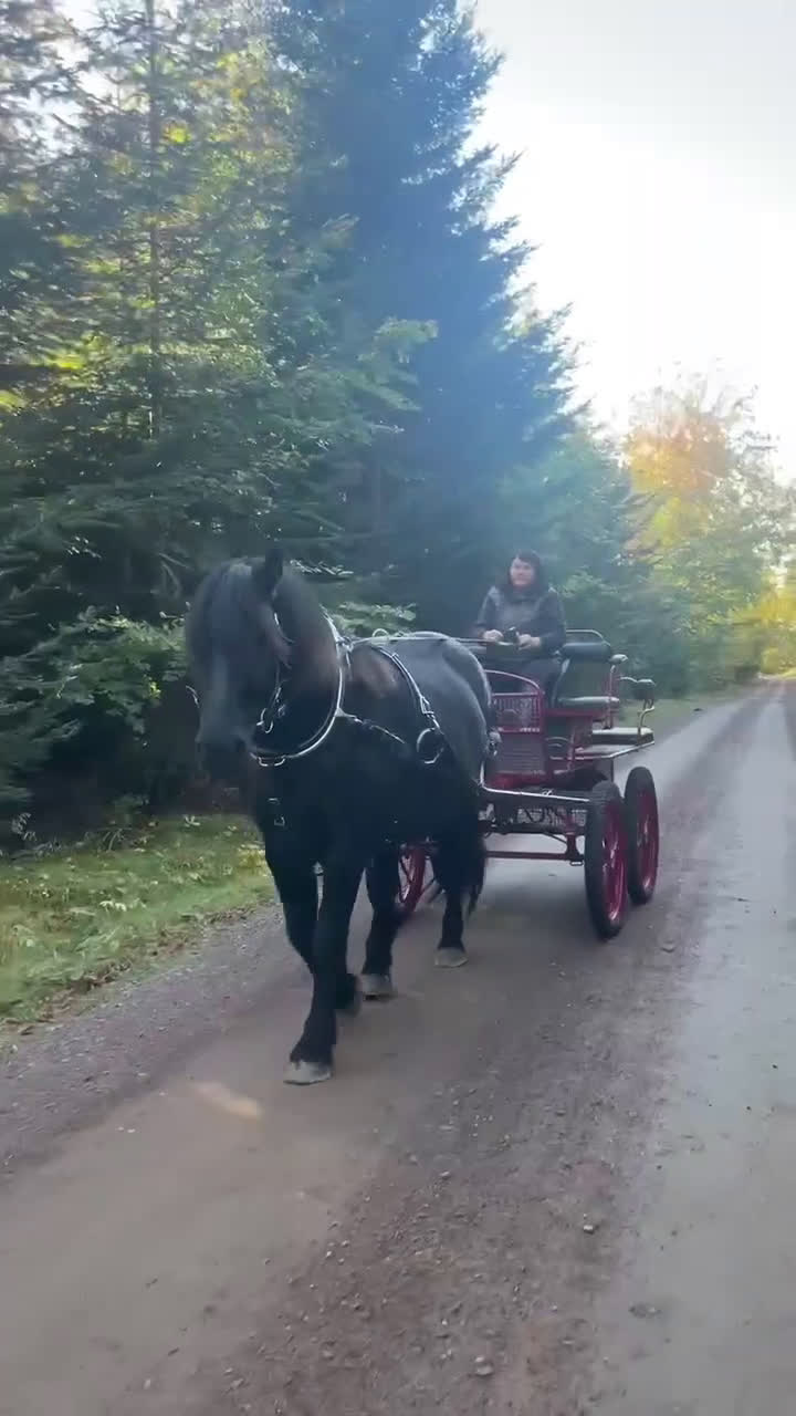 Övrig utrustning övrig utrustning till salu: Maratonvagn/flakvagn/sulky/trilla i Visingsö - Video 1