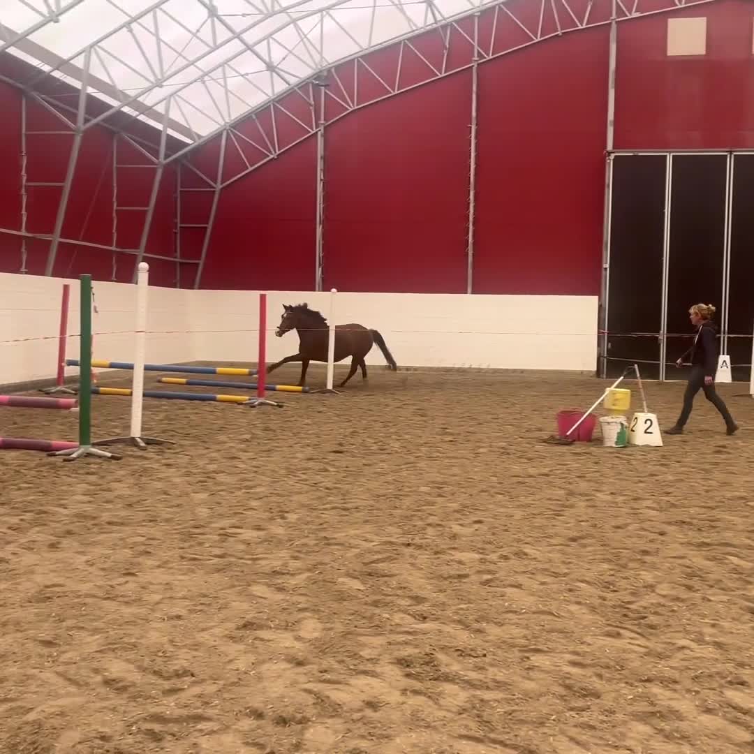 Allround hästar till salu: Supertrevlig D-ponny valack född 2021. i Ed - Video 1