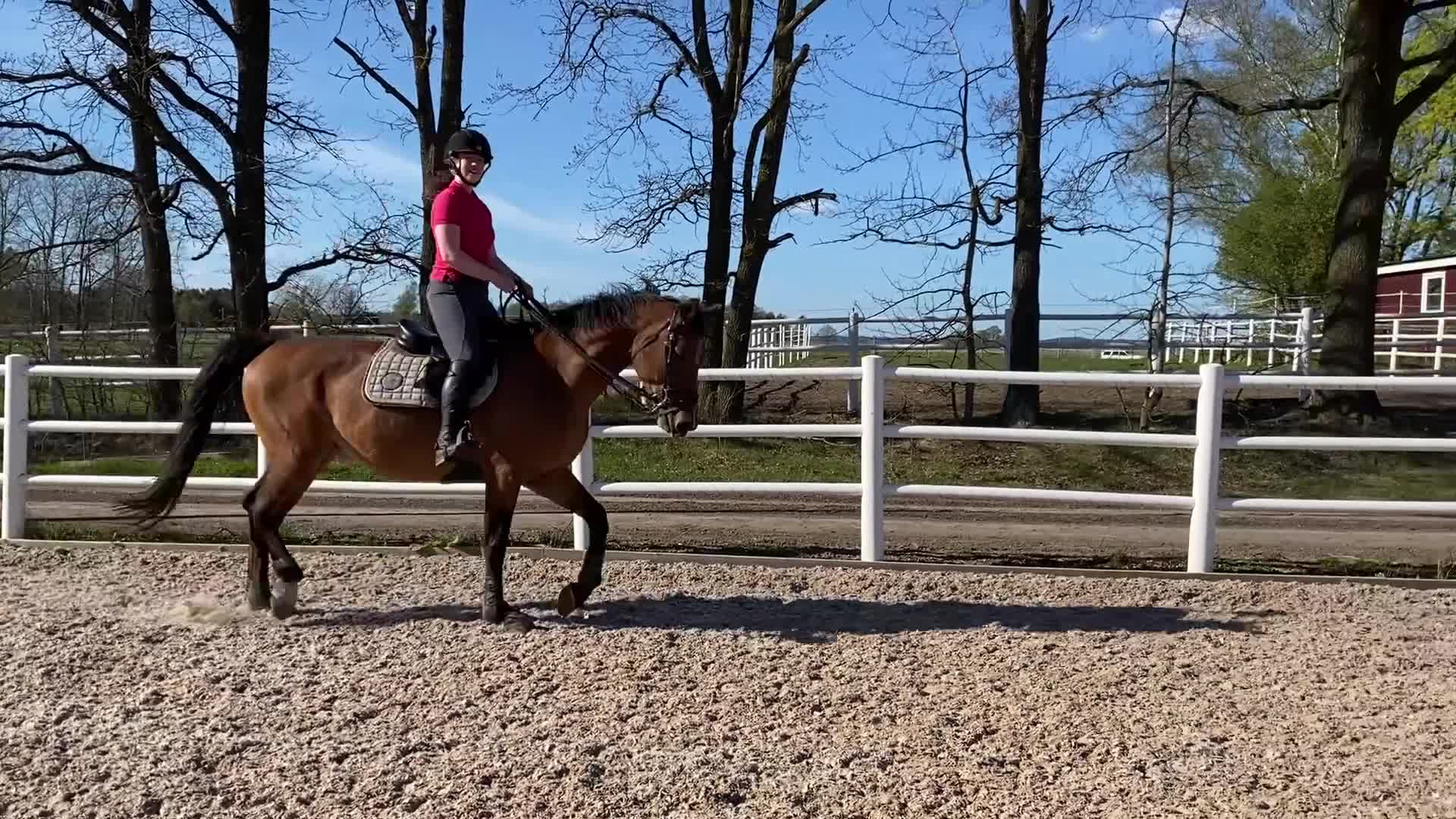 Allround hästar till salu: Socialt och trevligt sto - Video 2