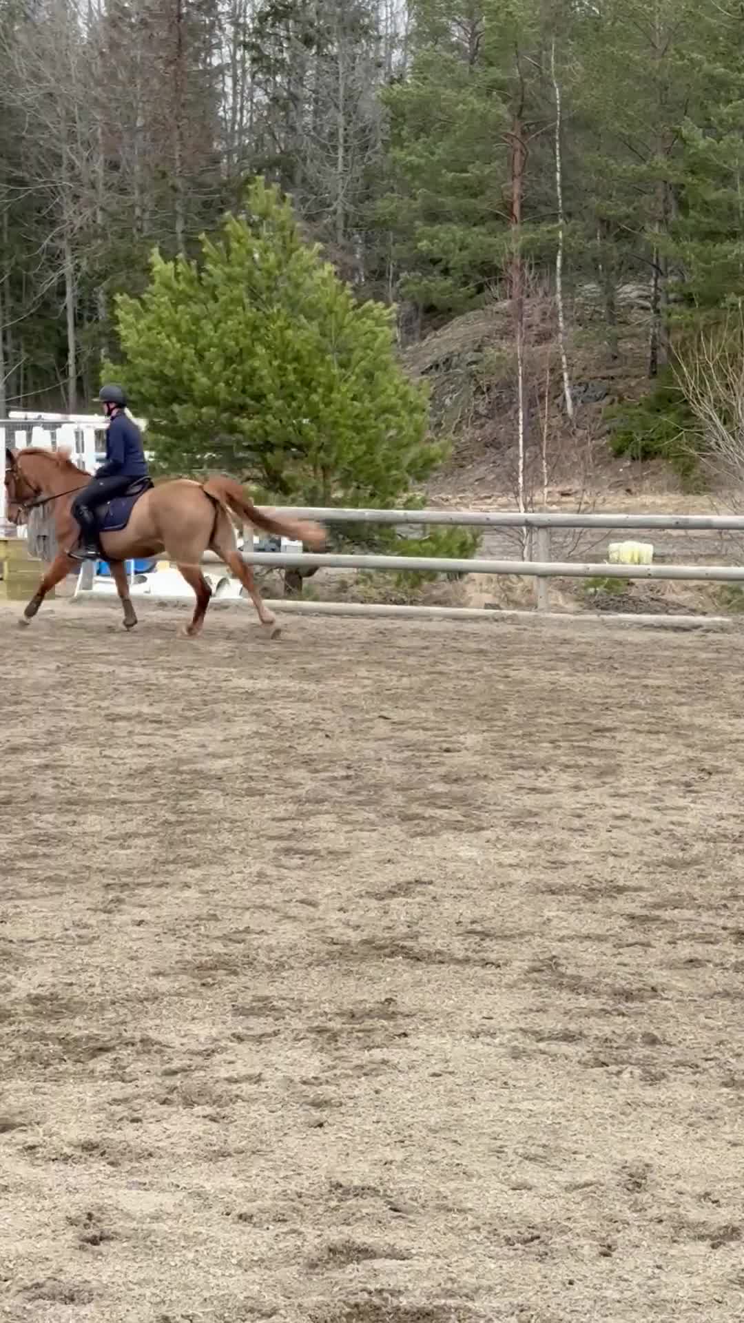 Hoppning hästar till salu: Fantastisk D-ponny söker ny bästavän 🌟 - Video 1