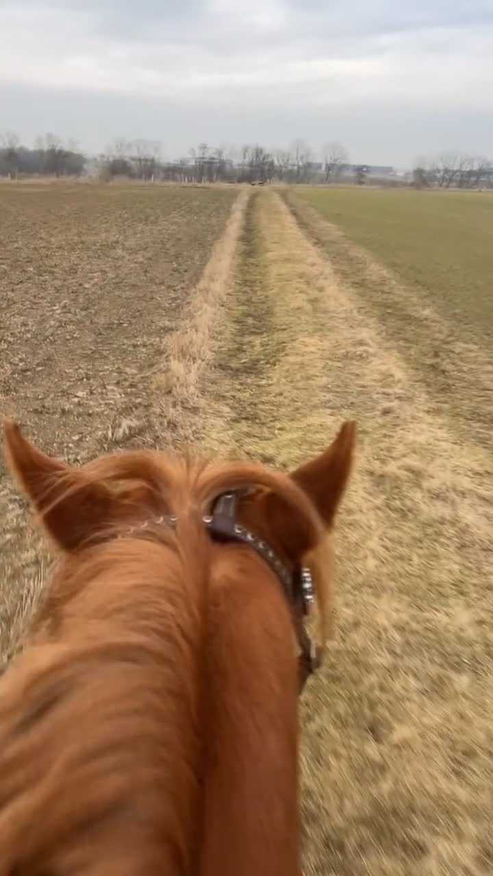Allround hästar till salu: Hobby häst  - Video 1