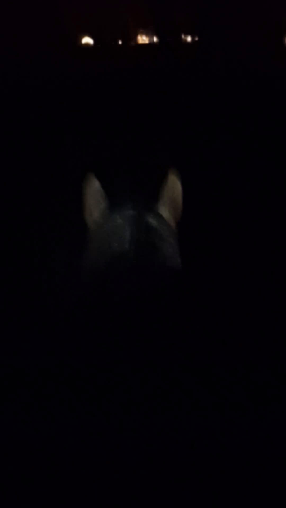 Allround hästar till salu: Drömponny  i Munka-ljungby - Video 1