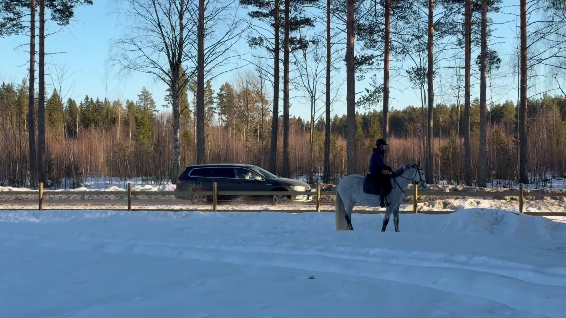 Allround hästar till salu: Svensk född Connemara i Bergeforsen - Video 1