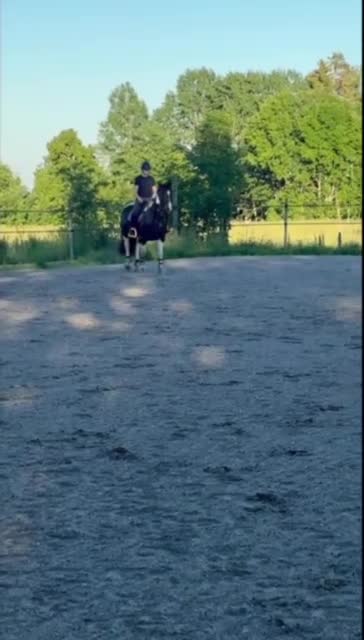 Fälttävlan hästar till salu: Pigg ponny med hjärtat på rätt ställe i Norrtälje - Video 3
