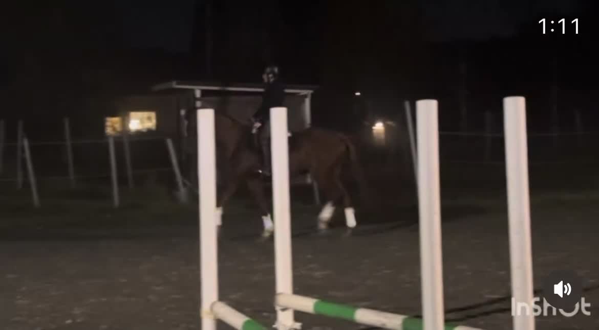 Hoppning hästar till salu: Magisk vacker 4 åring med toppstam! - Video 1