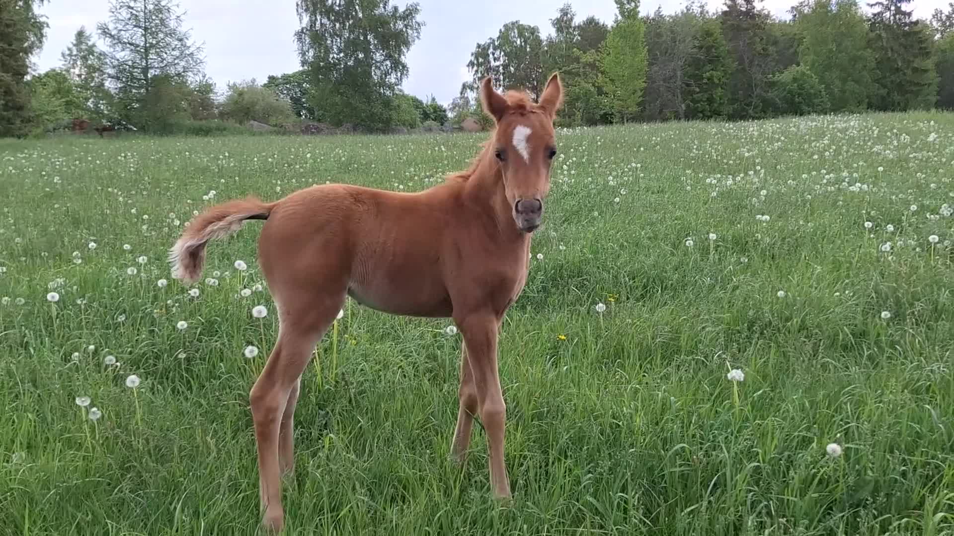 Allround hästar till salu: Flera ston och en hingst - Video 4