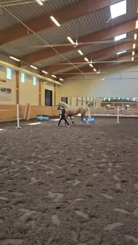 Allround hästar till salu: Fantastiskt vacker & snäll  - Video 2
