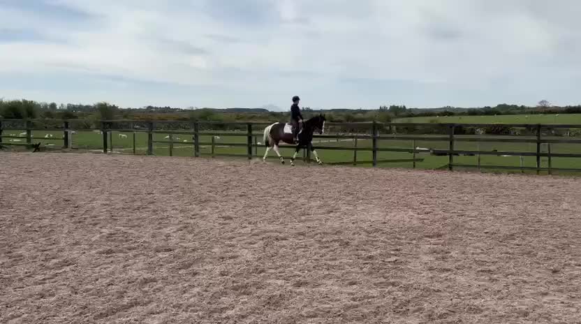 Hoppning hästar till salu: Fantastisk D Ponny  - Video 1