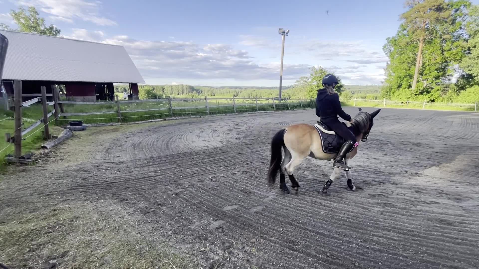 Allround hästar till salu: Trevlig och lovande ungponny söker nytt hem - Video 1
