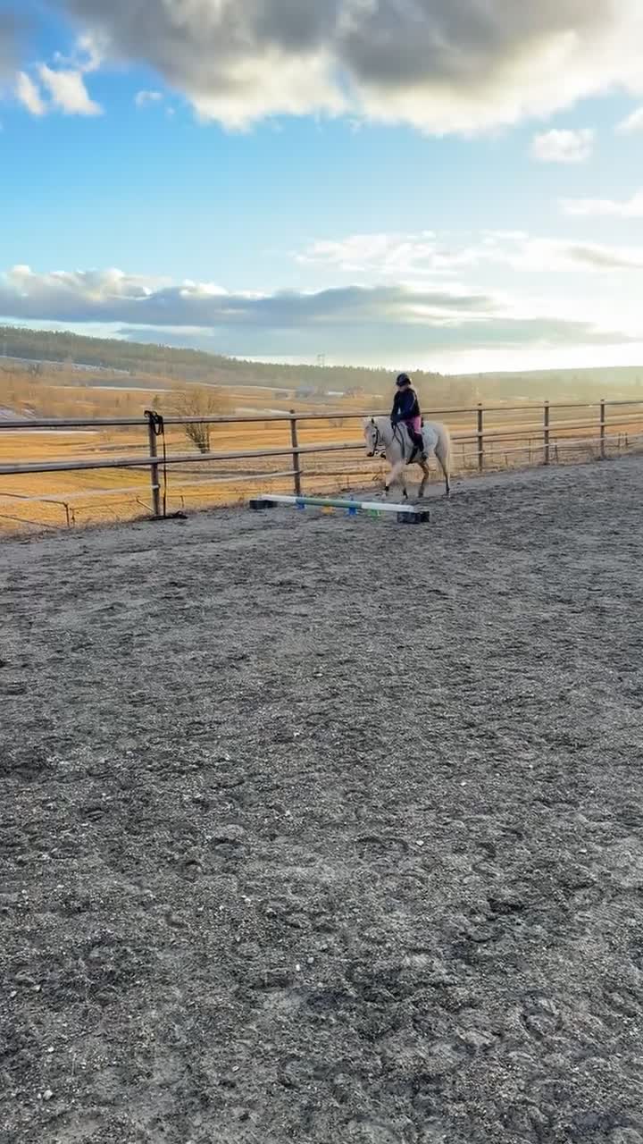 Allround hästar till salu: B-ponny med utstrålning  - Video 1