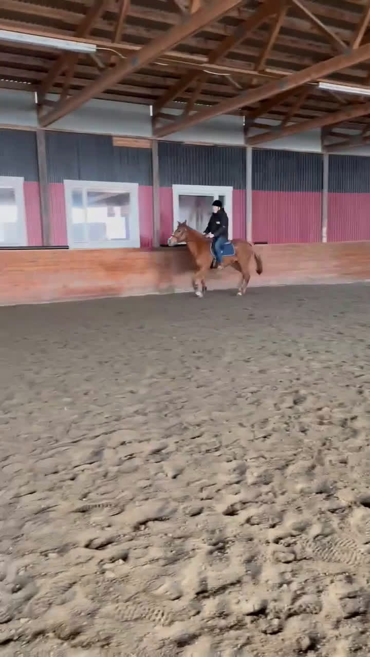 Allround hästar till salu: Fullblodsvallack - Video 1