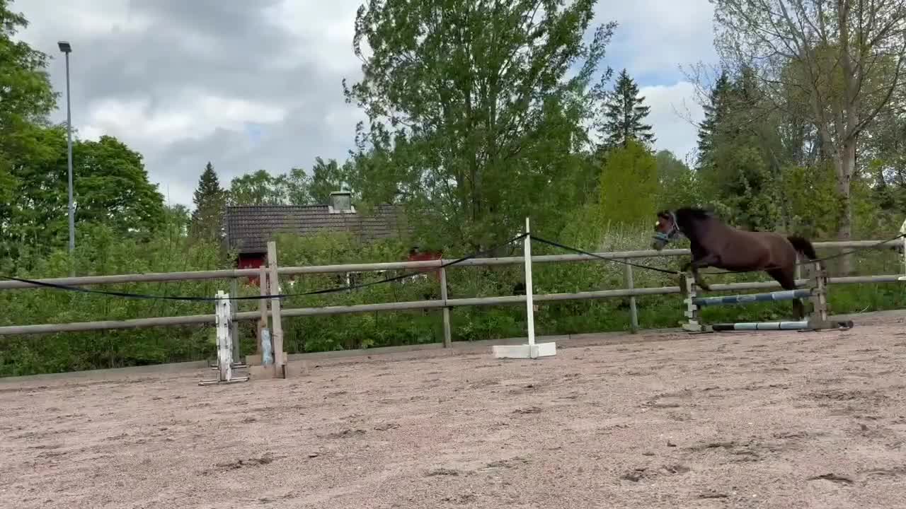Allround hästar till salu: Fin welshponny  - Video 3