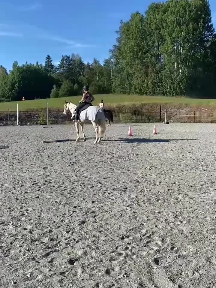 Allround hästar sökes: Foderhäst/ponny Söker, letar, längtar. - Video 1