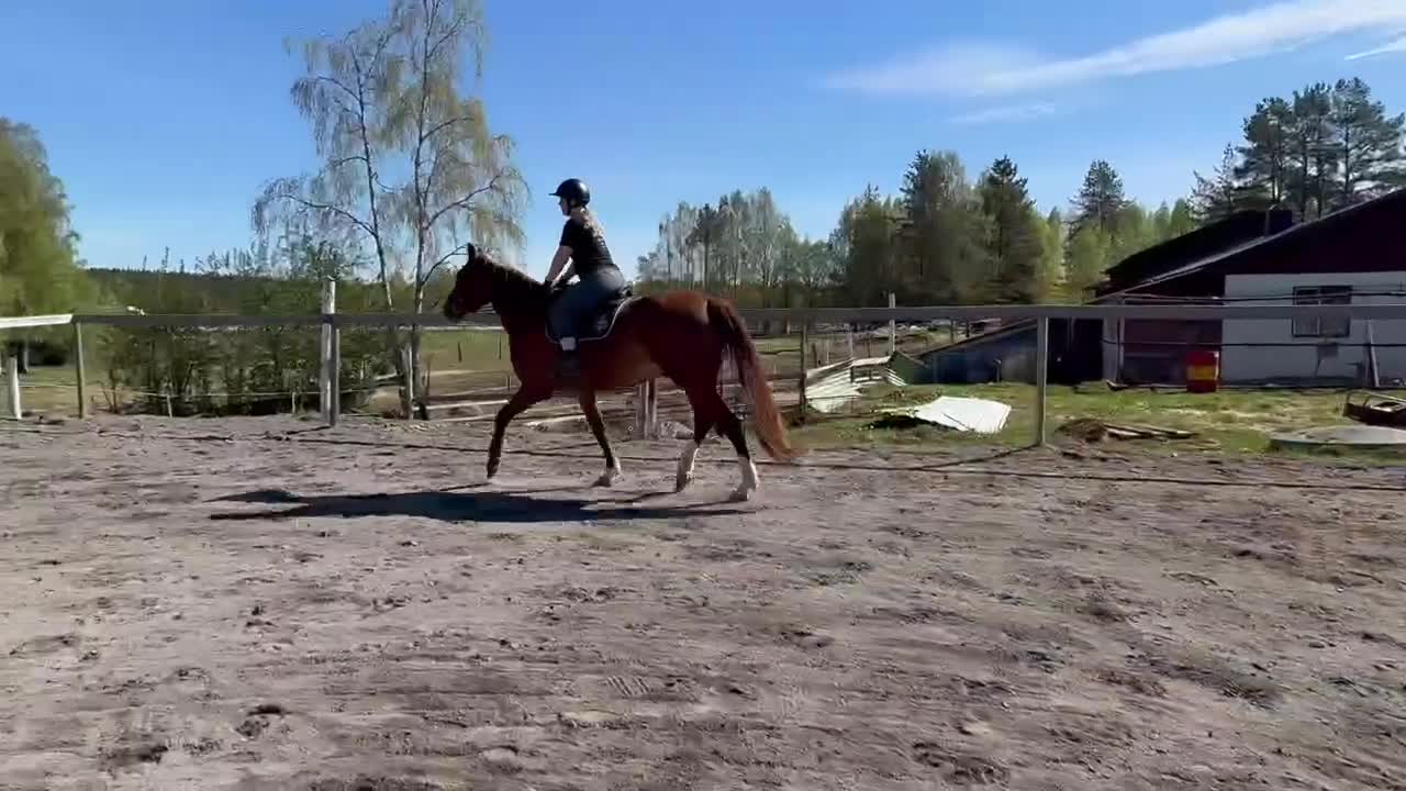 Hoppning hästar till salu: Toppen valack för den mindre plånboken.  - Video 2