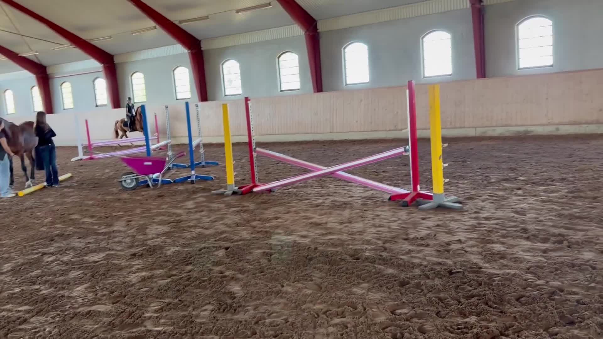 Allround hästar till salu: Lovande hopp ponny  - Video 2