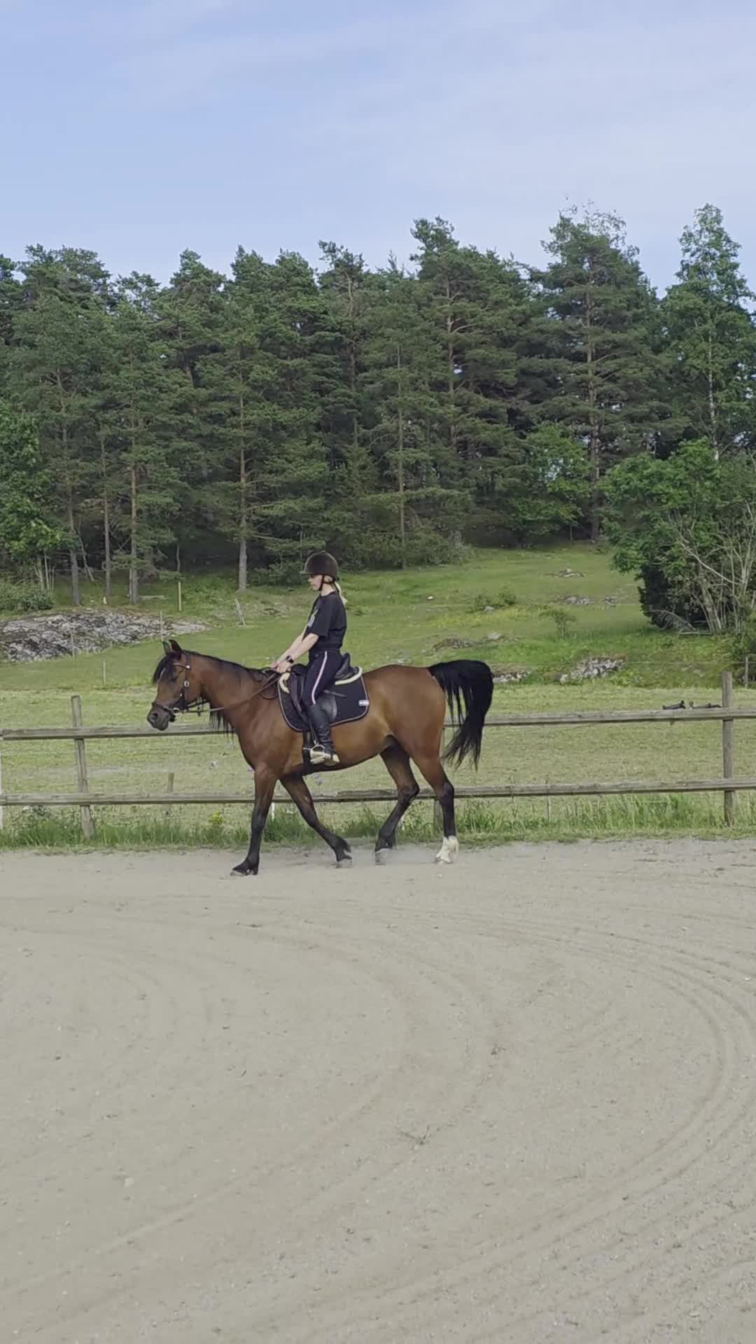 Allround hästar till salu: Fullblodsarab - Video 1