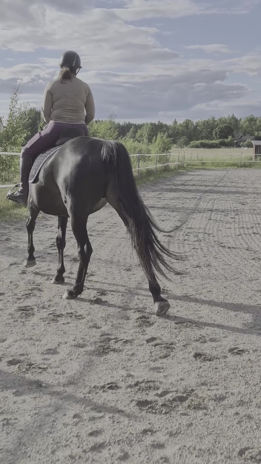 Dressyr hästar till salu: Trevligt friskt  swbsto  - Video 3