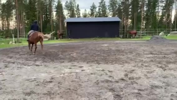 Hoppning hästar till salu: Trevlig läromästare - Video 3