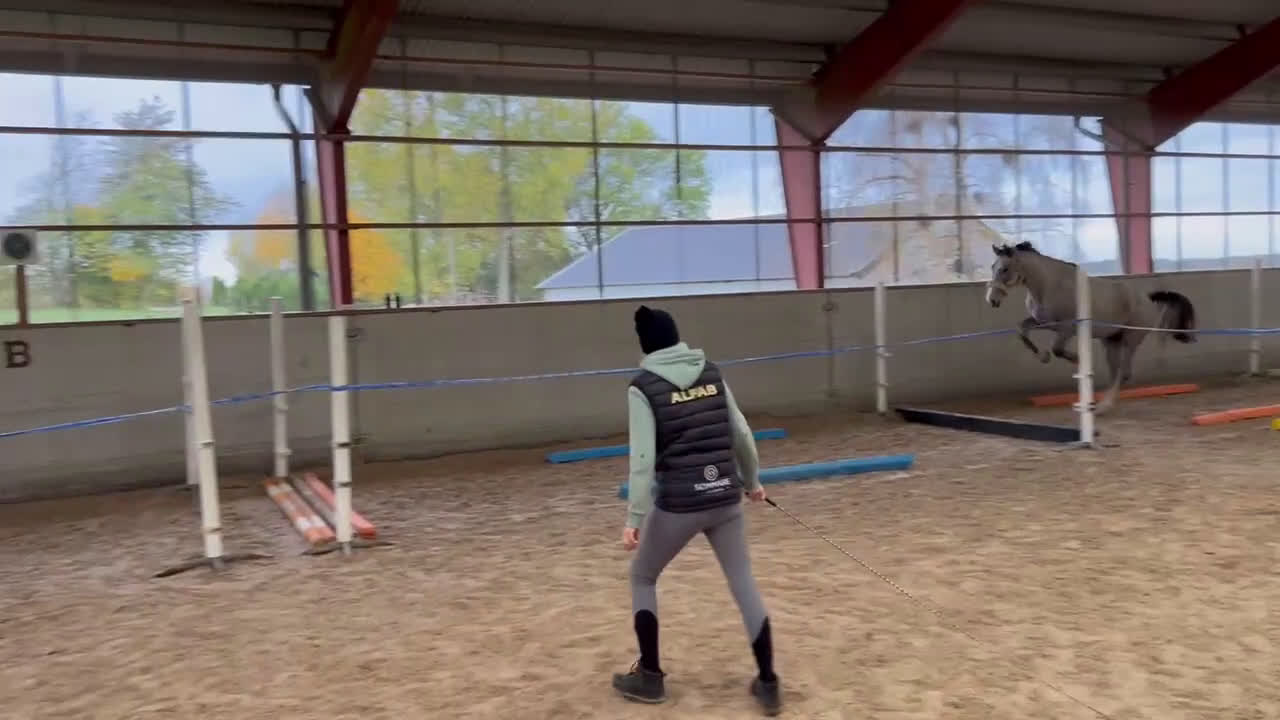 Hoppning hästar till salu: Trevlig Inriden 2,5 åring  i Köpingebro - Video 1