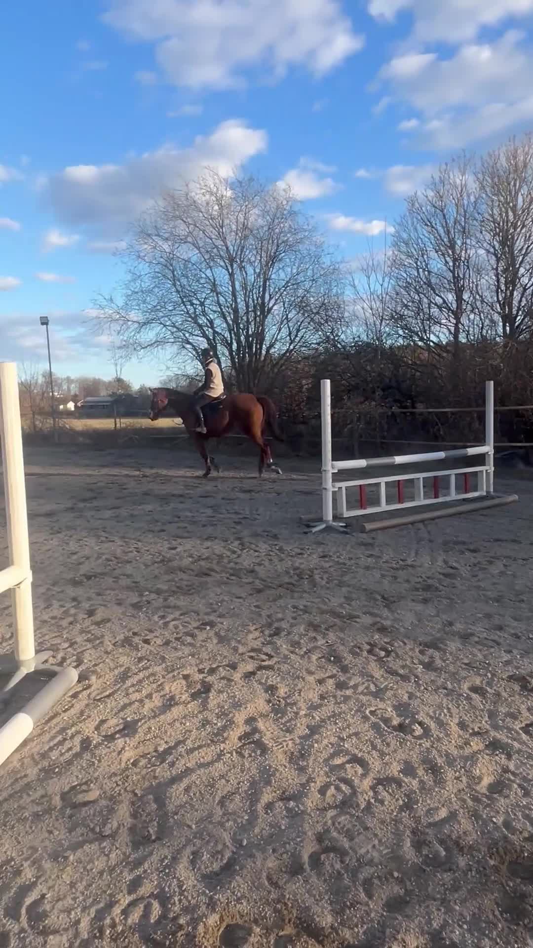 Allround hästar till salu: Fint fuxsto - Video 2