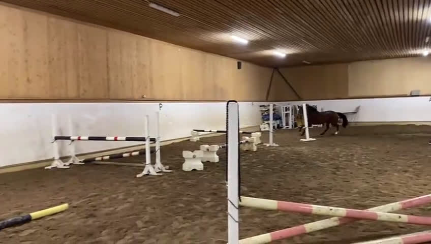 Hoppning hästar till salu: Välstammad 4 åring  - Video 1