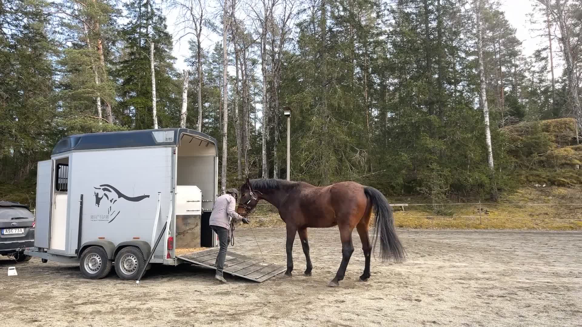 Allround hästar till salu: Stor fin ridhäst 🌟 - Video 3