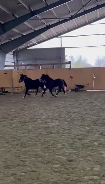 Allround hästar till salu: Fina Pommes-ponnyn - Video 3