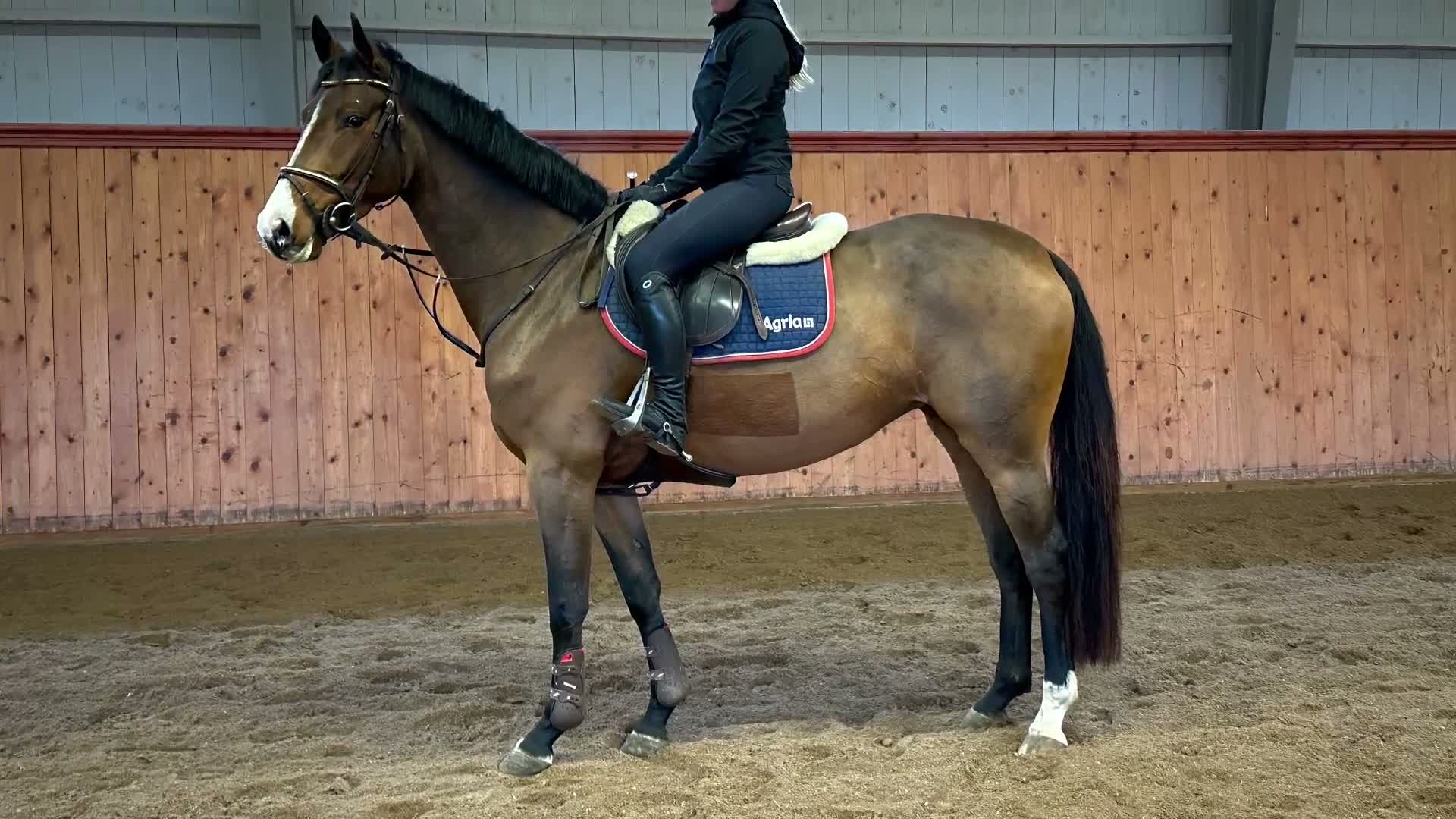 Hoppning hästar till salu: Drömhästen för de flesta - Video 1